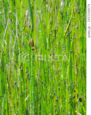 茎がザラザラで土筆のような花が付くシダ植物オオトクサ 105356674