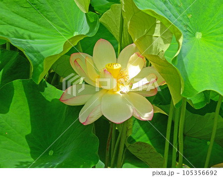 白にピンクのグラデーションが美しい大輪の蓮の花 白にピンクのグラデーションが美しい大輪の蓮の花 105356692