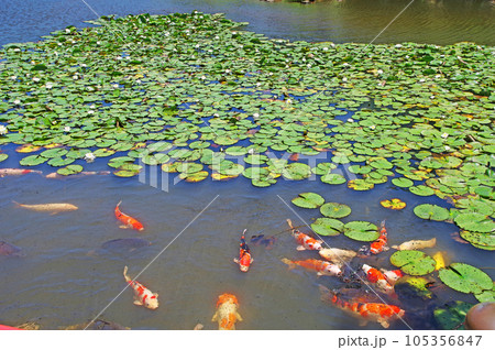 池を泳ぐ錦鯉と白い花が咲くスイレン 105356847