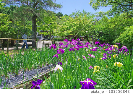 下関市の人気観光スポット菖蒲の花が咲く東行庵 105356848