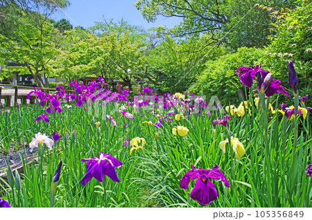 下関市の人気観光スポット菖蒲の花が咲く東行庵 105356849