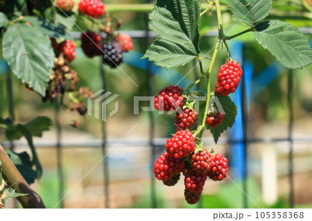 桑の実　マルベリー　くわの実 105358368