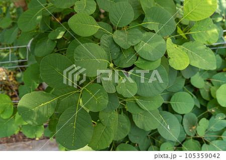 Cotinus Coggygria Leaves Texture Background, Green Garden Foliage 105359042