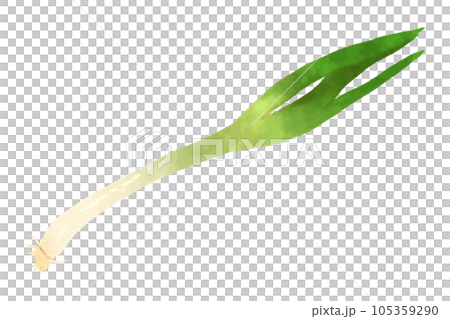 九条ねぎ 105359290