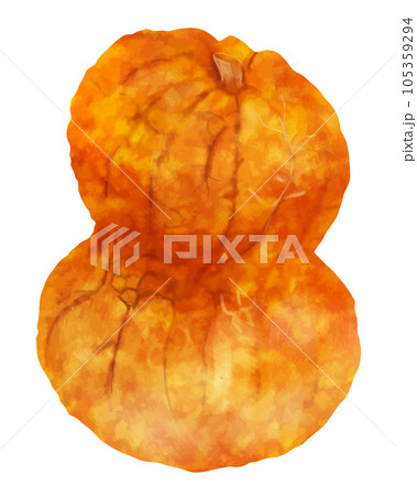 鹿ケ谷かぼちゃ 鹿ケ谷かぼちゃ 105359294