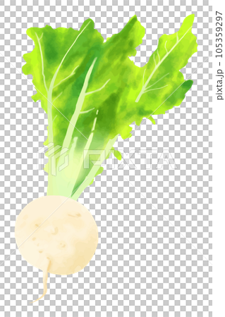 Shogoin Turnip Shogoin Daikon Shogoin Turnip Shogoin Daikon 105359297