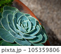 緑の多肉植物 105359806