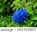 青いアジサイ 105359807