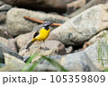 河原のキセキレイ 105359809