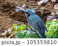 春の野に見つけたヒヨドリ 105359810