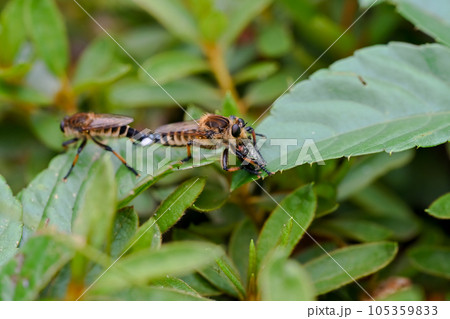 シオヤアブ 105359833