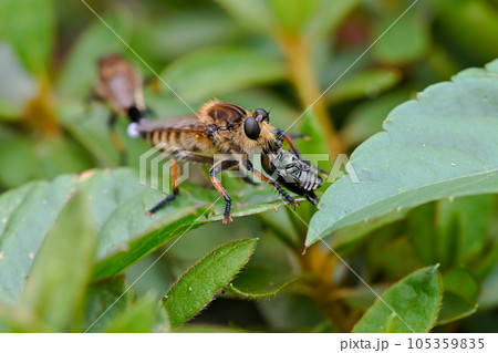 シオヤアブ シオヤアブ 105359835