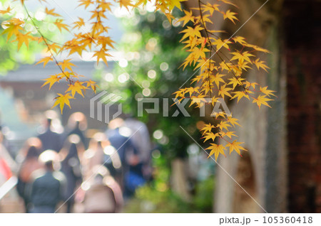 南禅寺・水路閣の紅葉 105360418