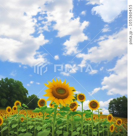 ひまわり 105360455