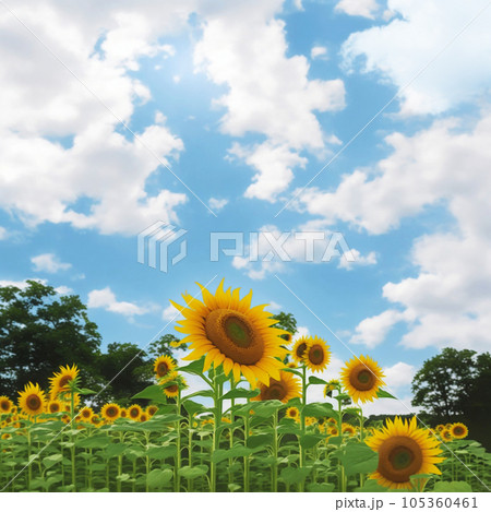 ひまわり 105360461