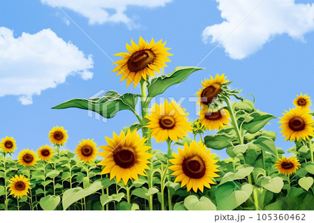 ひまわり 105360462