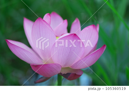 美しい蓮の花 105360519