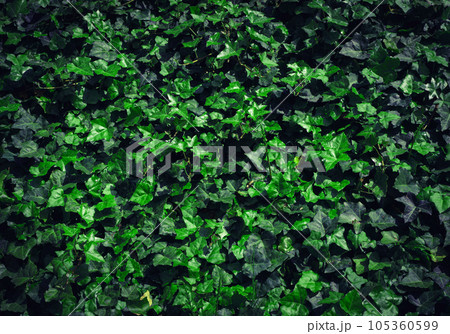 Dark Evening Ivy Texture Background, Crepeper Green Hedge in Night, Wall of Hedera Helix, Creeper Foliage Dark Evening Ivy Texture Background, Crepeper Green Hedge in Night, Wall of Hedera Helix, Creeper Foliage 105360599