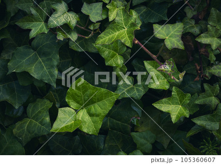Dark Evening Ivy Texture Background, Crepeper Green Hedge in Night, Wall of Hedera Helix, Creeper Foliage Dark Evening Ivy Texture Background, Crepeper Green Hedge in Night, Wall of Hedera Helix, Creeper Foliage 105360607