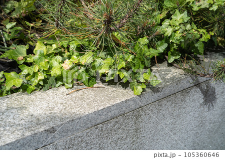 Green Hedge Texture Background, Leaves Wallpaper, Foliage Pattern, Green Plant Wall Mockup Green Hedge Texture Background, Leaves Wallpaper, Foliage Pattern, Green Plant Wall Mockup 105360646