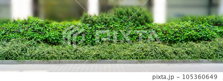 Green Hedge Texture Background, Leaves Wallpaper, Foliage Pattern, Green Plant Wall Mockup Green Hedge Texture Background, Leaves Wallpaper, Foliage Pattern, Green Plant Wall Mockup 105360649