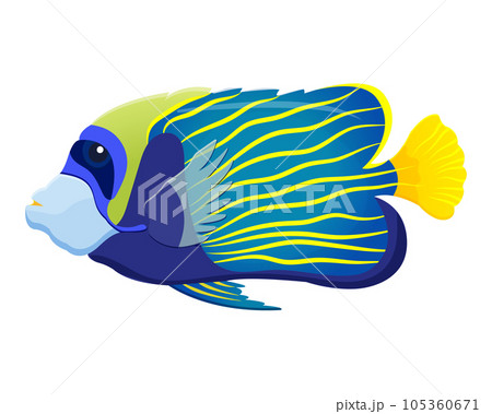 Blue tropical fish with yellow stripes. Color vector illustration of angel fish. Aquarium animal 105360671