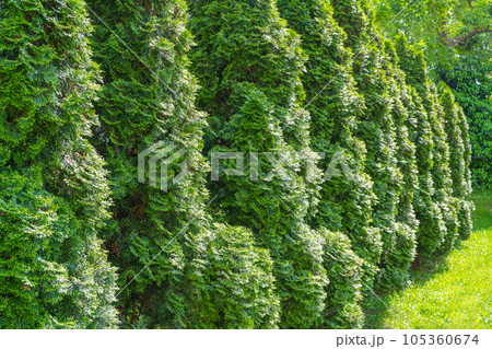 Green Hedge Texture Background, Leaves Wallpaper, Foliage Pattern, Green Plant Wall Mockup 105360674