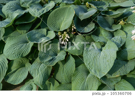 Hosta Leaves Texture Background, Hostas Leaf Nature Pattern, Big Daddy Leaves, Plantain Lilies 105360706