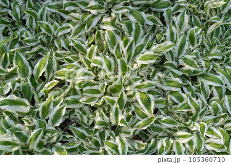 Hosta Leaves Texture Background, Hostas Leaf Nature Pattern, Big Daddy Leaves, Plantain Lilies 105360710