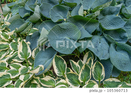 Hosta Leaves Texture Background, Hostas Leaf Nature Pattern, Big Daddy Leaves, Plantain Lilies 105360713