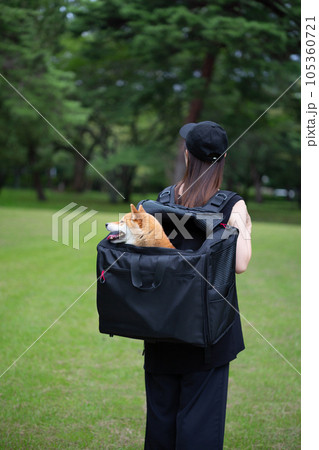 リュックに柴犬を入れて散歩する女性 105360721