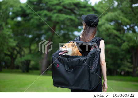 リュックに柴犬を入れて散歩する女性 105360722