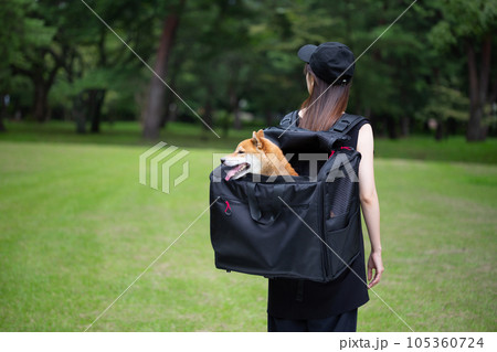 リュックに柴犬を入れて散歩する女性 105360724