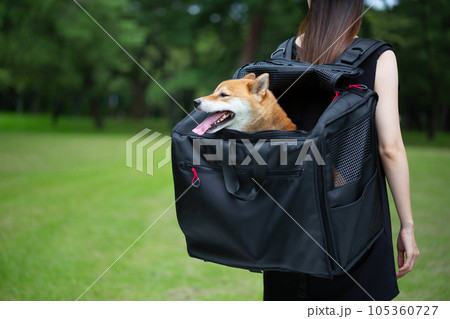 リュックに柴犬を入れて散歩する女性 105360727