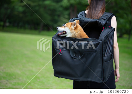 リュックに柴犬を入れて散歩する女性 105360729