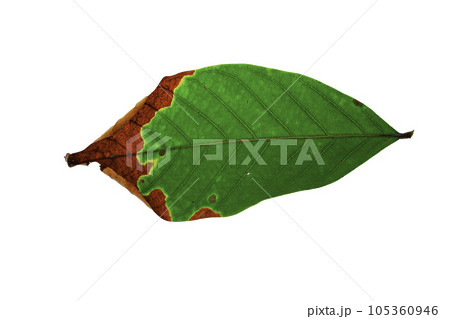 green rambutan leaves isolated on white background with a clipping path green rambutan leaves isolated on white background with a clipping path 105360946