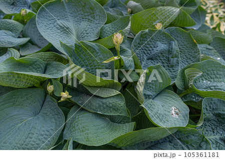 Hosta Leaves Texture Background, Hostas Leaf Nature Pattern, Big Daddy Leaves, Plantain Lilies 105361181