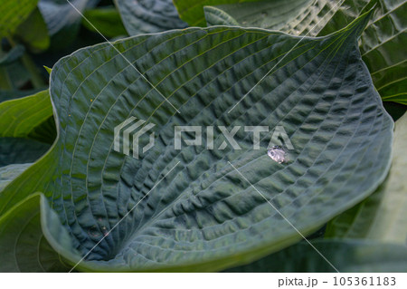 Hosta Leaves Texture Background, Hostas Leaf Nature Pattern, Big Daddy Leaves, Plantain Lilies 105361183