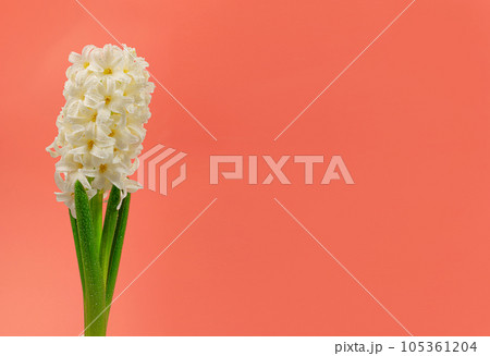 Hyacinth Isolated on Pink Background, Spring Flower Closeup with Copy Space, White Hyacinth Banner Hyacinth Isolated on Pink Background, Spring Flower Closeup with Copy Space, White Hyacinth Banner 105361204