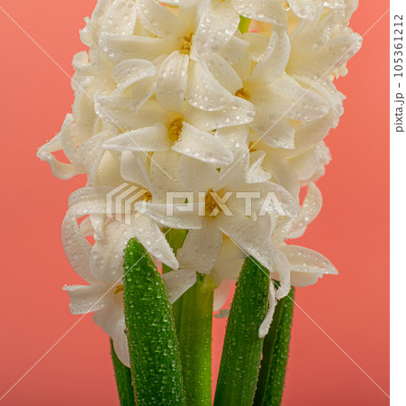 Hyacinth Isolated on Pink Background, Spring Flower Closeup with Copy Space, White Hyacinth Banner Hyacinth Isolated on Pink Background, Spring Flower Closeup with Copy Space, White Hyacinth Banner 105361212