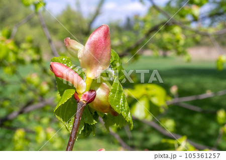 Spring Branch, Lime Buds, Young Linden Tree Leaves on Blur Background. Spring Twig 105361257