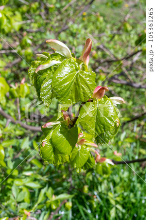 Spring Branch, Lime Buds, Young Linden Tree Leaves on Blur Background. Spring Twig 105361265