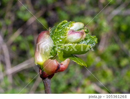 Spring Branch, Lime Buds, Young Linden Tree Leaves on Blur Background. Spring Twig 105361268