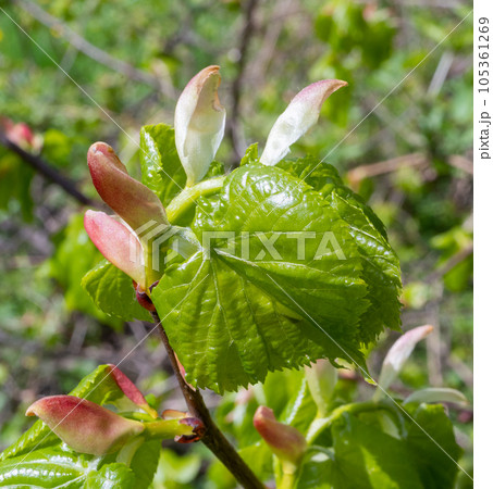 Spring Branch, Lime Buds, Young Linden Tree Leaves on Blur Background. Spring Twig 105361269