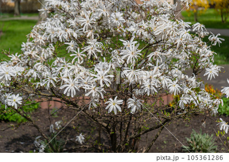 Flowering Magnolia Stellata, Spring White Flowers of Kobus with Selective Focus, Star Magnolia Tree Flowering Magnolia Stellata, Spring White Flowers of Kobus with Selective Focus, Star Magnolia Tree 105361286