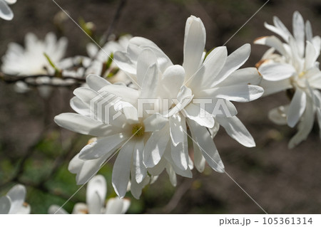Flowering Magnolia Stellata, Spring White Flowers of Kobus with Selective Focus, Star Magnolia Tree Flowering Magnolia Stellata, Spring White Flowers of Kobus with Selective Focus, Star Magnolia Tree 105361314