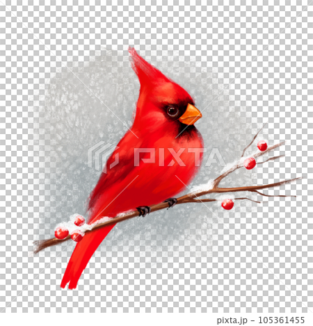 Winter illustration with cardinal bird on branch. Holiday decor for postcard, cover, flyer, cards design, New year, Christmas invitations. 105361455