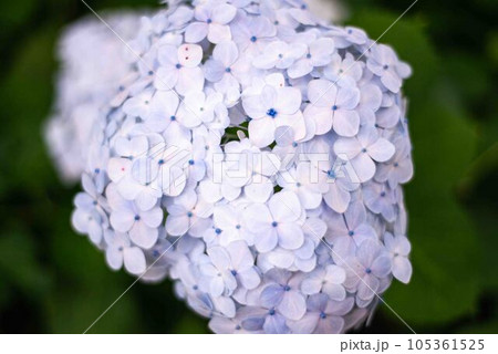 梅雨の晴れ間に咲く紫陽花 梅雨の晴れ間に咲く紫陽花 105361525
