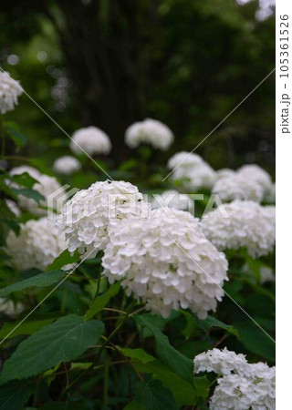 白い紫陽花 白い紫陽花 105361526