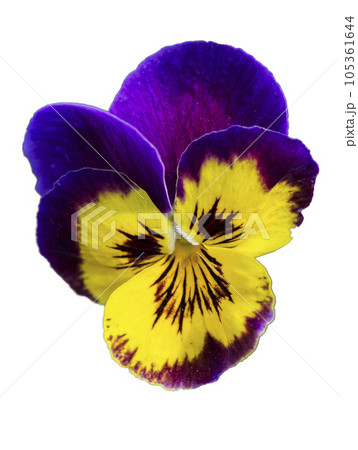 Pansy flower on a white background close-up Pansy flower on a white background close-up 105361644